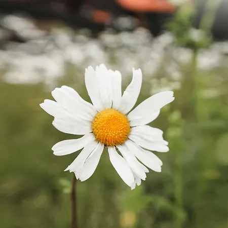 Harztraeume Panorama Lodge, Im Harz, Mit Schwimmbad Und Sauna شقة