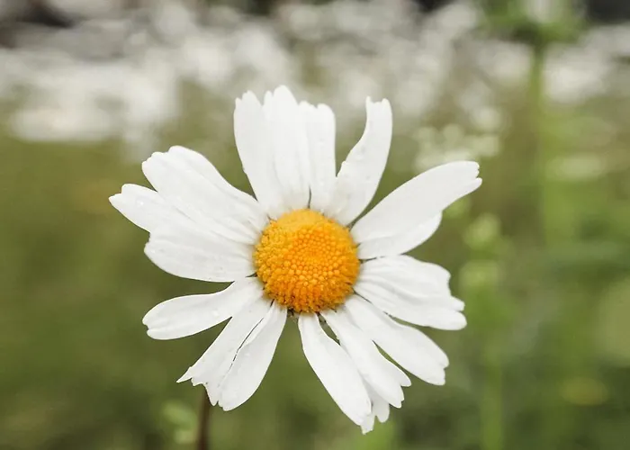 Harztraeume Panorama Lodge, Im Harz, Mit Schwimmbad Und Sauna Apartman